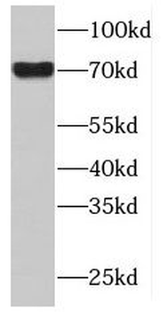MAPK7 Rabbit Polyclonal Antibody