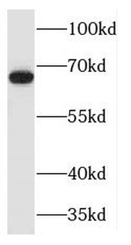 MAPKAP1 Antibody