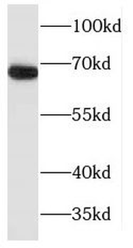 MAPKAP1 Antibody