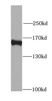 MAPKBP1 Antibody