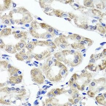 MAPKBP1 Antibody