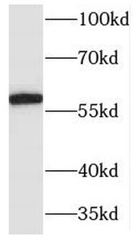 MARCKSL1 Antibody