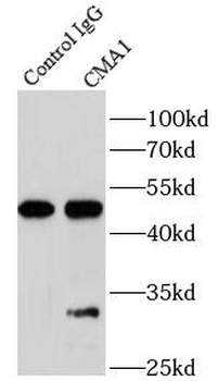 CMA1 Antibody