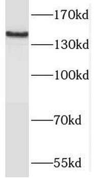 MAST3 Antibody