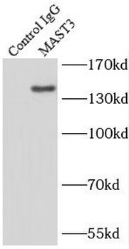 MAST3 Antibody