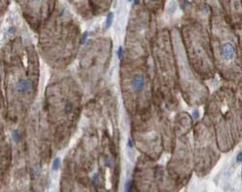 MAVS Antibody