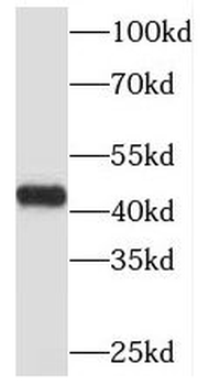 MBD2 Antibody