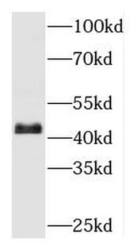 MBIP Antibody