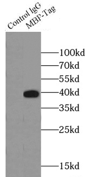 MBP tag Antibody