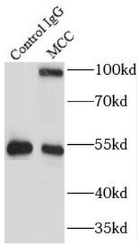 MCC Antibody