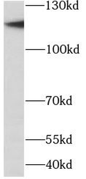 MCM2 Mouse Monoclonal Antibody