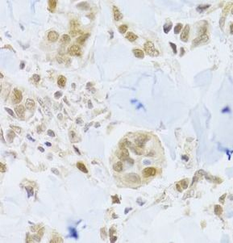 MCM4 Antibody
