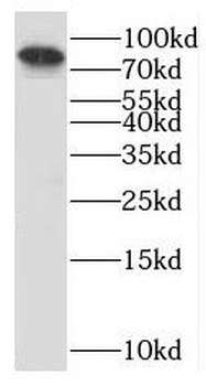 MCM5 Antibody