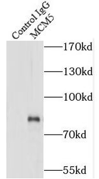 MCM5 Antibody