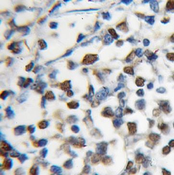 MCM5 Antibody