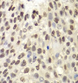 MCM6 Antibody