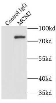MCM7 Antibody