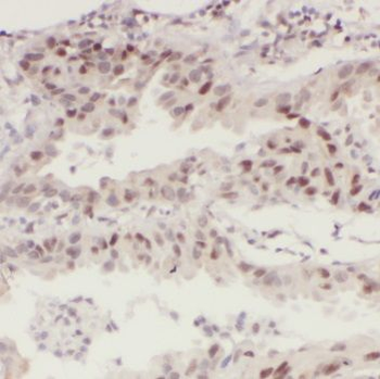 MCM7 Antibody