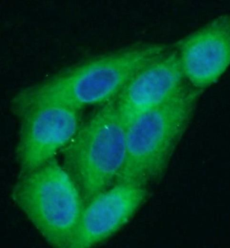 CCL2 Antibody