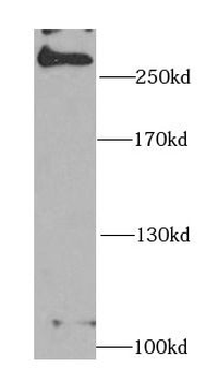 MDC1 Antibody