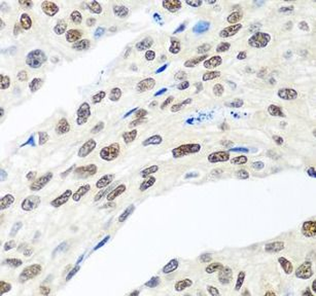 MDC1 Antibody