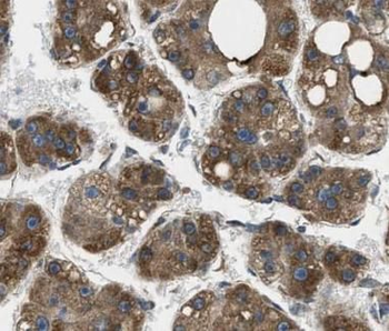 MDH1 Antibody