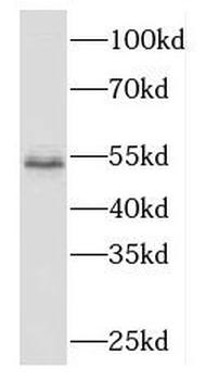 ME2 Antibody