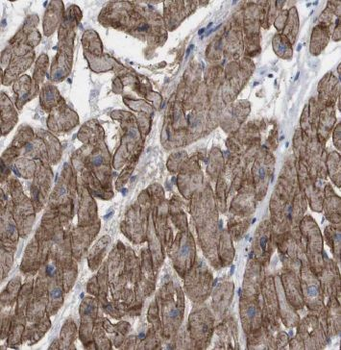 MECR Antibody