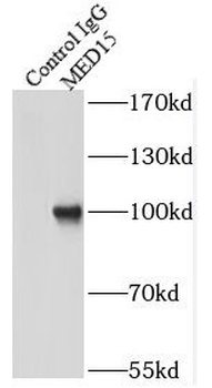 MED15 Antibody