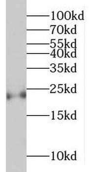 MED20 Antibody