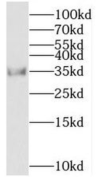 MED4 Antibody
