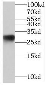 MED8 Antibody
