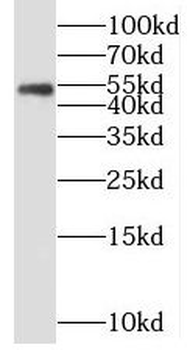 MEF2C Antibody