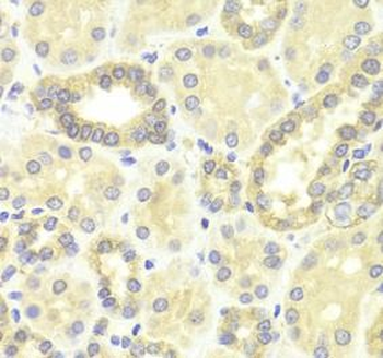 MAP2K2 Antibody
