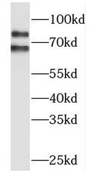MLPH Antibody