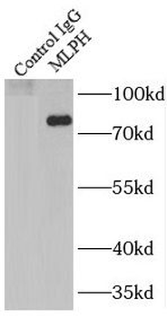MLPH Antibody