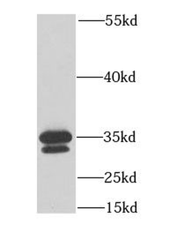 MEMO1 Antibody