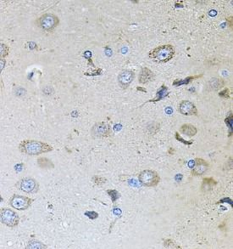 MEMO1 Antibody