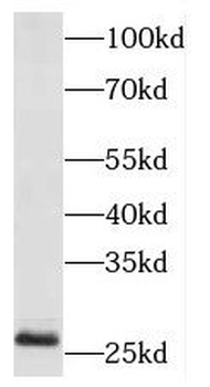 MESD Antibody