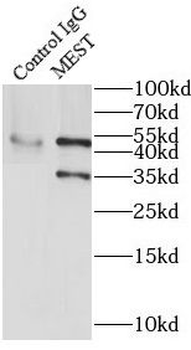 MEST Antibody