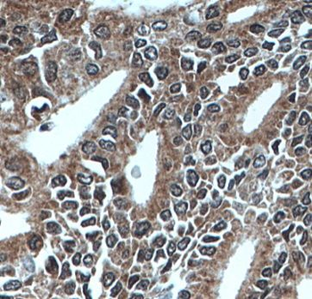 MEST Antibody