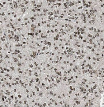METTL1 Antibody