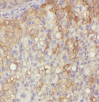 MFAP4 Antibody
