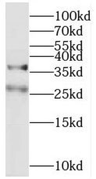 MFF Antibody