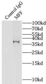 MFF Antibody
