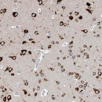 MFF Antibody
