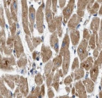 MFN2 Antibody
