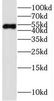 MFSD10 Antibody
