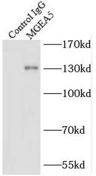 OGA Antibody