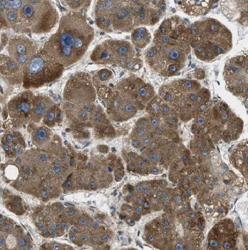 MGLL Antibody